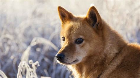 Finnish Spitz Your Guide To An Ancient And Isolated Dog Breed