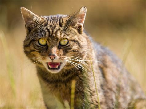 Rewilding Wildcats To Be Released Into Scottish Highlands In Effort To