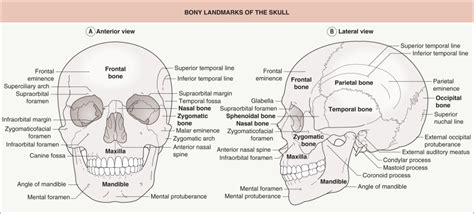 Surgical Anatomy Of The Head And Neck Plastic Surgery Key