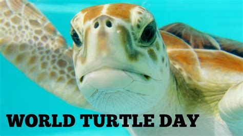 Diving Trips And Treasure World Turtle Day 2020 Youtube
