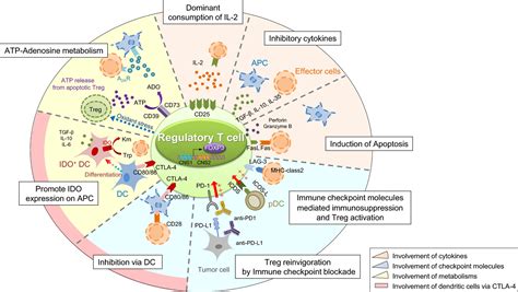 Regulatory T Treg Cells In Cancer Can Treg Cells Be A New
