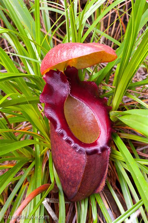 Photographs Of Nepenthes Rajah Pitcher Plants In Mesilau Sabah Borneo