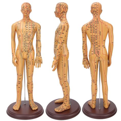 Buy Human Acupuncture Model 50cm Height Professional Male Acupuncture