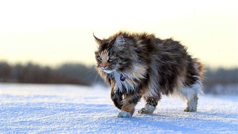 Norwegian Forest Cat Cat Breed Information And Facts Pictures Pets Feed