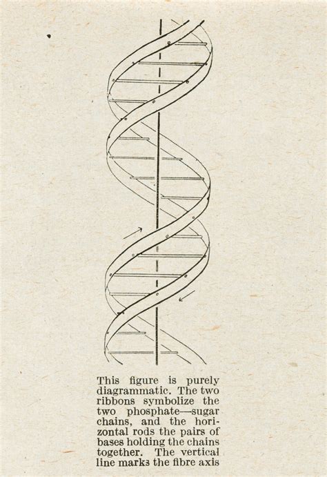The First Published Account Of The Molecular Structure Of Dna James