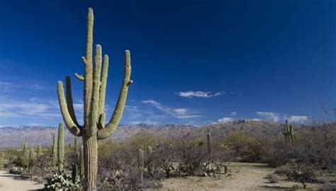 As these plants do not grow well in competition with other vegetation, they are found primarily in hot/dry habitats where other vegetation is sparse. How Do Desert Plants Adapt to Their Environment? | Sciencing