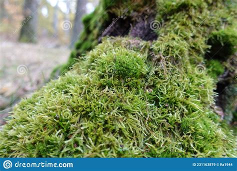 Tender Green Vegetation In The Forest Moss Colonies Stock Image Image