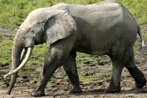 African Forest Elephant Anatomy And Look — Steemit