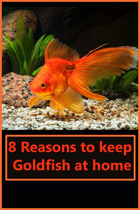 8 Reasons To Keep Goldfish At Home Pet Fish Goldfish Freshwater