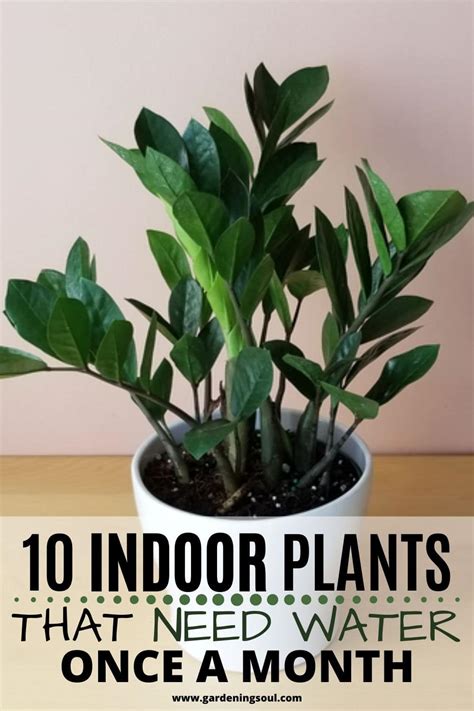 10 Indoor Plants That Need Water Almost Once A Month