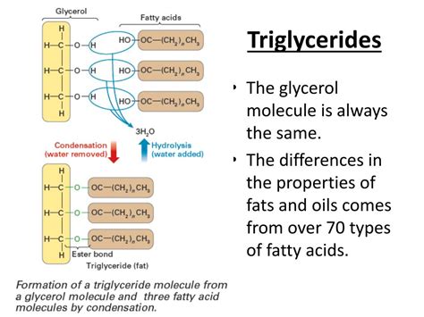 Ppt Triglycerides Powerpoint Presentation Free Download Id2785631