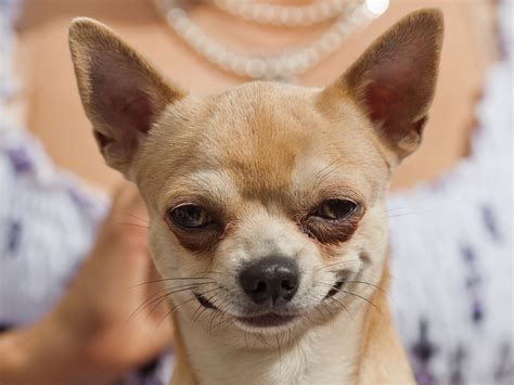 Extremely Smug Chihuahua Photoshopbattles