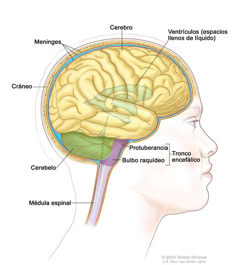 Partes Del Sistema Nervioso En El Cerebro