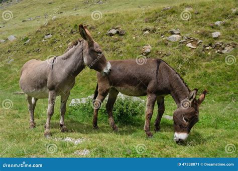 Two Donkeys Stock Image Image Of Countryside Rural 47338871