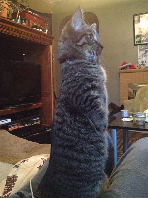 25 Adorable Stand Up Cats Here To Make Your Day Pickchur