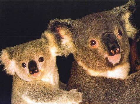 Australian Koala Bear Wallpapers Wallpaper Cave