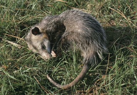 Opossum North American Marsupial Nocturnal Behavior And Adaptations