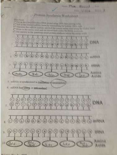 Chapter 8 From Dna To Proteins Vocabulary Practice Answers Dna Rna