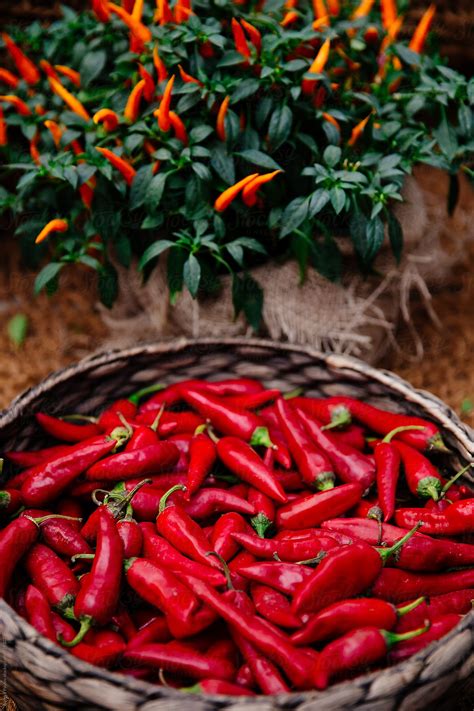 Red And Yellow Pepper By Stocksy Contributor Andrey Pavlov Stocksy