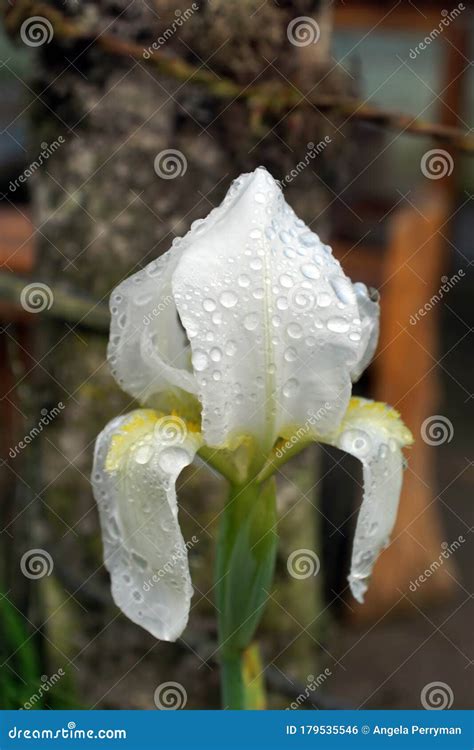 White Flower With Water Droplets Stock Photo Image Of Tropical