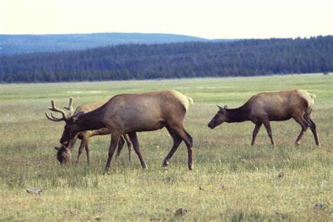 Free Picture Elk Mammals Wild