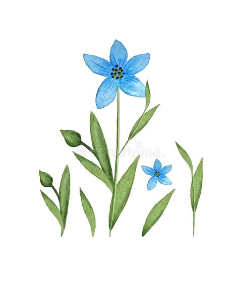 Flax Linum Blue Flax Flower Watercolor Set Of Individual Elements