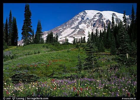 Picturephoto Meadow Wildflowers Trees And Mt Rainier Paradise