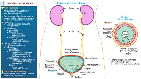 Gross Anatomy Ureters And Urinary Bladder Ditki Medical And Biological