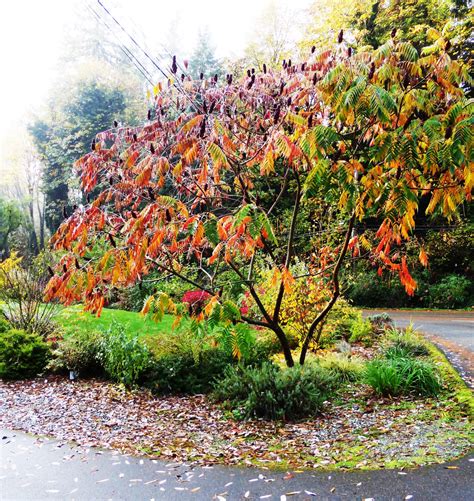 Shoreline Area News In The Garden Now Staghorn Sumac