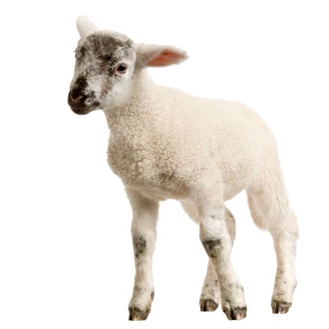 Baby Lamb Png Image Purepng Free Transparent Cc0 Png