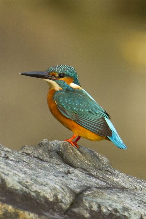 Common Kingfisher Male 翠鳥 Common Kingfisher Japanese Gar Flickr