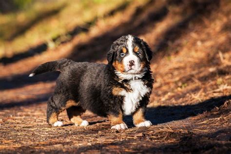 Berner Sennenhund Berner Machen Glücklich