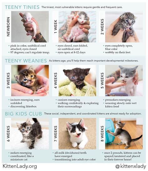 15 Extremely Helpful Cat Owner Cheatsheets For Anyone Considering