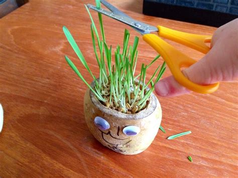 Create A Funny Potato Head With Cress Or Grass Hair Watch The Hair