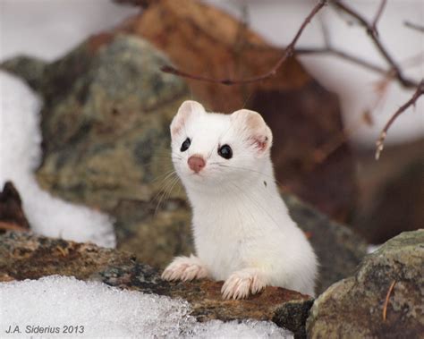 The Ermine Short Tailed Weasel Siderius Blog
