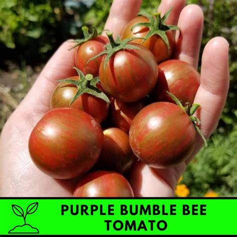 25 Seeds For Planting And Gardening Purple Bumble Bee Tomato Etsy