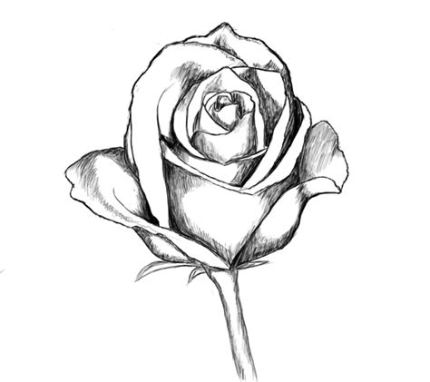 How To Draw A Rose Draw Central