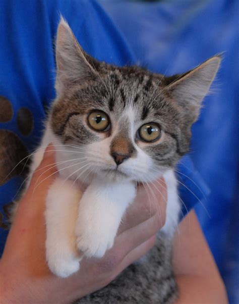 Three Adorable Kittens Debuting For Adoption Today