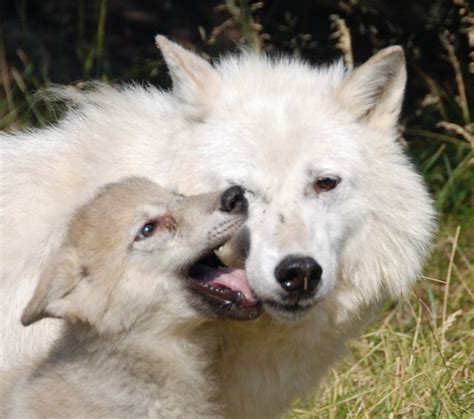 Automobile Zone Arctic Wolf With Cub