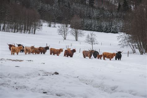 Beautiful Shot Of A Herd Of Highland Cattle In The Snow Stock Image