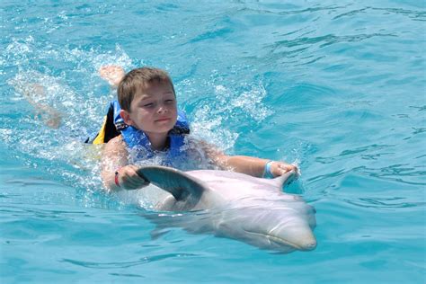 Dolphin Swim Adventure With Aquaventuras Park Access Gray Line