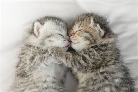 Cute Tabby Kittens Sleeping And Hugging On White Bed Joyful Pets