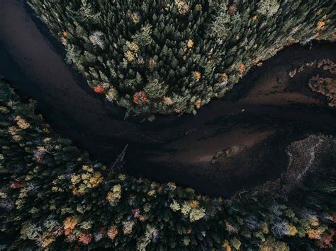 Hd Wallpaper Aerial Photography Of Tree And Body Of Water Aerial View