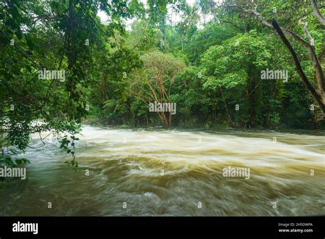 View Of Freshwater Creek In Full Flood In Tropical Rainforest During