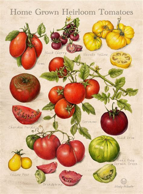 Field Guide Home Grown Heirloom Tomatoes By Wendy Hollender Vintage