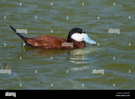 Ruddy Duck Male Oxyura Jamaicensis Gulf Coast Of Texas Usa Bi027118