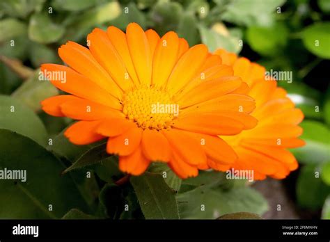 Calendula Officinalis Pot Marigold Orange Daisy Like Flowers With