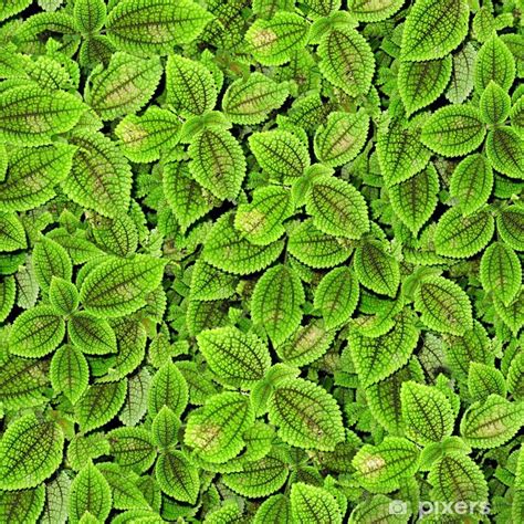 Wall Mural Plant Leaves Seamless Texture Tile From Photographic