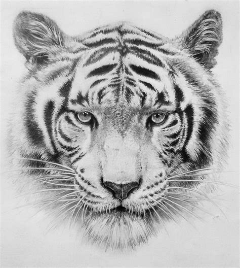 Tiger Head Drawing At Paintingvalley Com Explore Collection Of Tiger