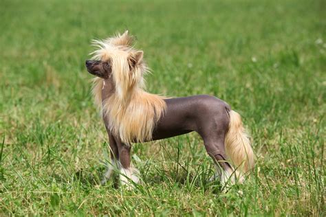 Chinese Crested Dog Bil Jac
